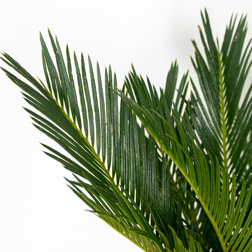  Cycas Revoluta - Palmier Sagou - Palmier D'intérieur - 30-40 Cm De Haut - Pot 12 Cm