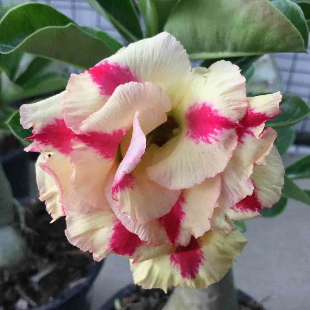  Adenium Obesum Cv. Rêve De Papillonrose - Caudex D'environ 2000g 25/30cm Très Gros Caudex