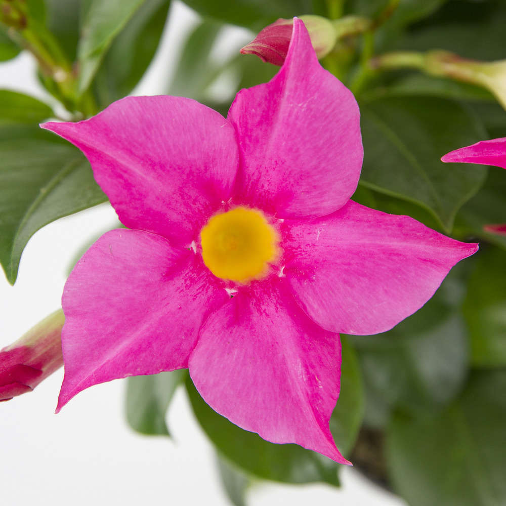  Mandevilla Diamantina 'Jade Pink' : Barquette 4 Plants