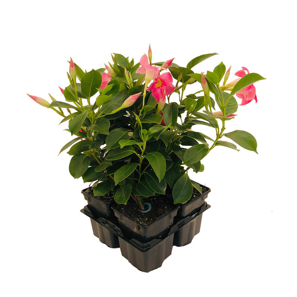  Mandevilla Diamantina 'Jade Pink' : Barquette 4 Plants