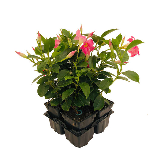  Mandevilla Diamantina 'Jade Pink' : Barquette 4 Plants