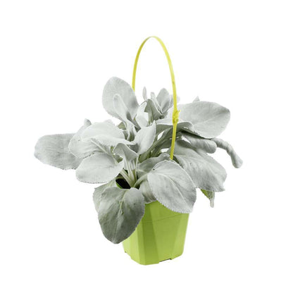  Senecio Candicans 'Angel Wings':conteneur 4L