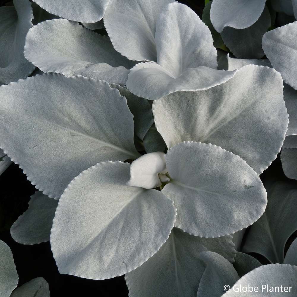  Senecio Candicans 'Angel Wings':conteneur 4L
