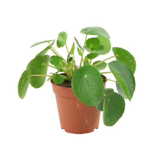  Pilea Peperomioides : Pot De D. 13cm