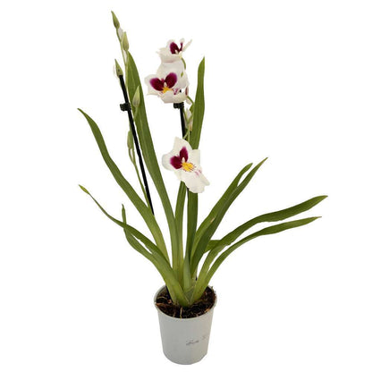  Orchidée Miltonia 2 Tiges - Pot D.12 Cm