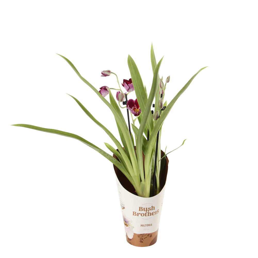  Orchidée Miltonia 2 Tiges - Pot D.12 Cm