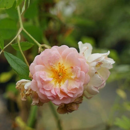  Rosier Ancien 'ghislaine De Féligonde' - Rosa 3l