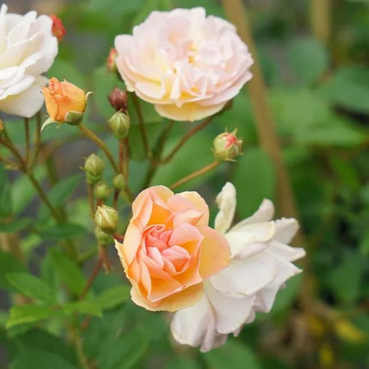  Rosier Ancien 'ghislaine De Féligonde' - Rosa 3l