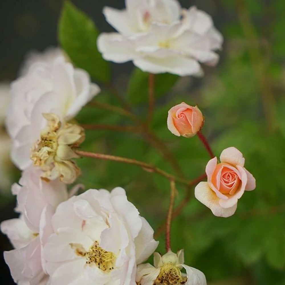  Rosier Ancien 'ghislaine De Féligonde' - Rosa 3l