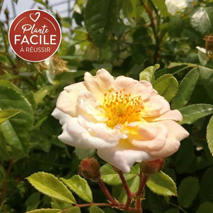  Rosier Ancien 'ghislaine De Féligonde' - Rosa 3l