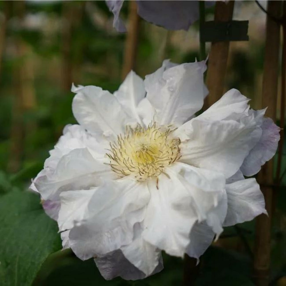  Clématite 'veronica's Choice' - Clematis 3l - 60/90cm