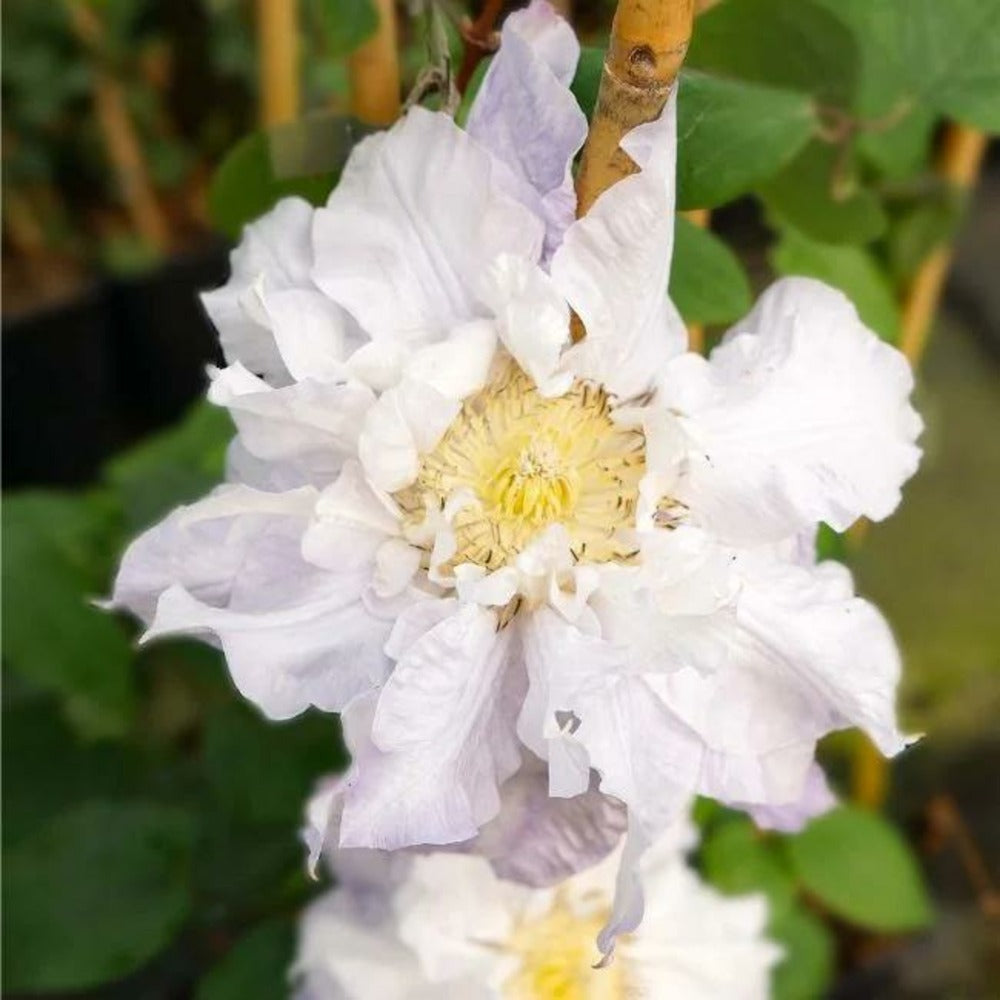  Clématite 'veronica's Choice' - Clematis 3l - 60/90cm