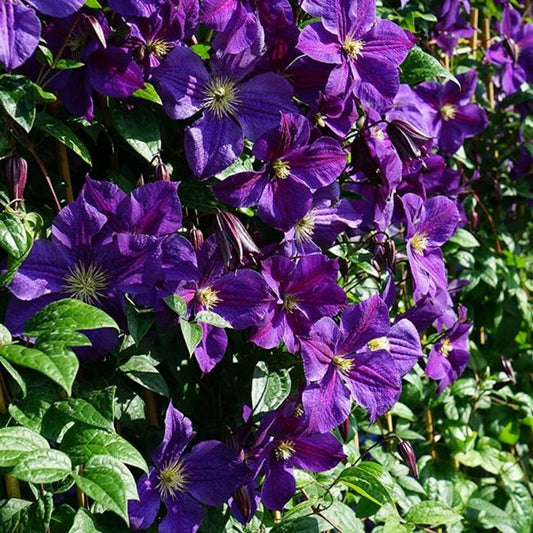  Clématite 'star Of India' - Clematis Jackmanii 3l - 60/90cm