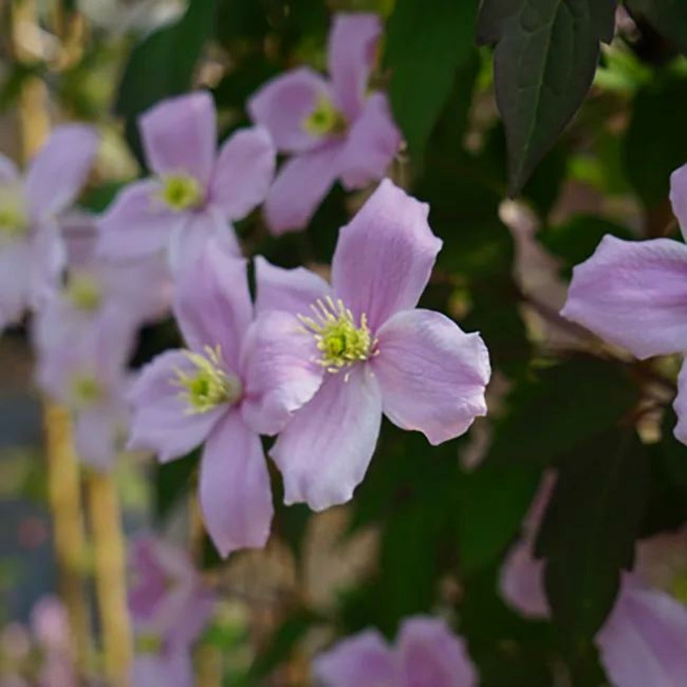  Clématite 'fragrant Spring' - Clematis Montana 3l - 60/90cm