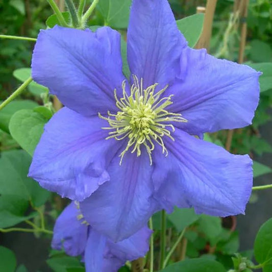  Clématite 'hf. Young' - Clematis 3l - 60/90cm