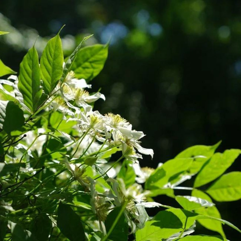  Clématite 'wilsonii' - Clematis Montana 3l - 60/90cm