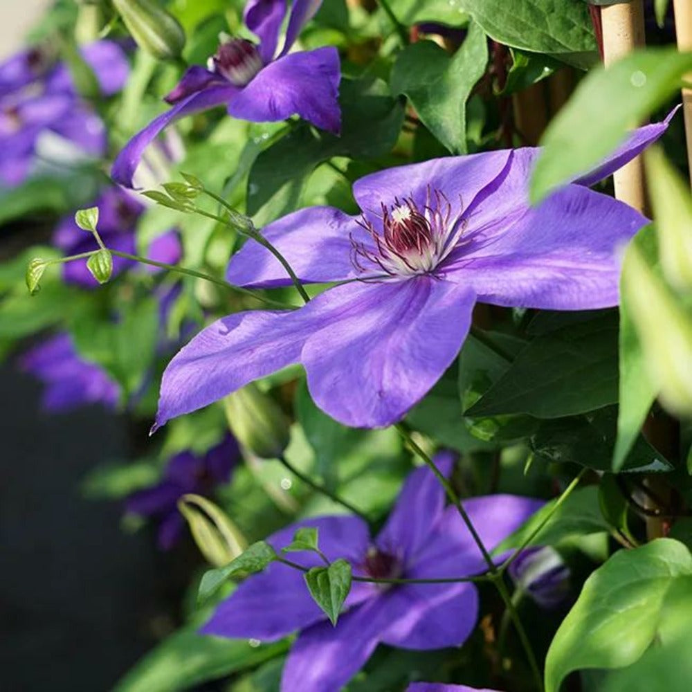  Clématite 'xerxes' - Clematis 3l - 60/90cm