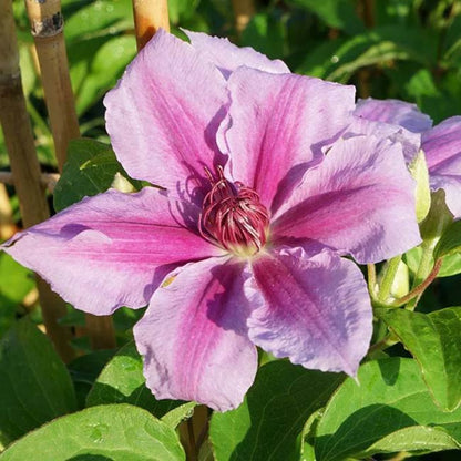  Clématite 'giréna's - Clematis 3l - 60/90cm
