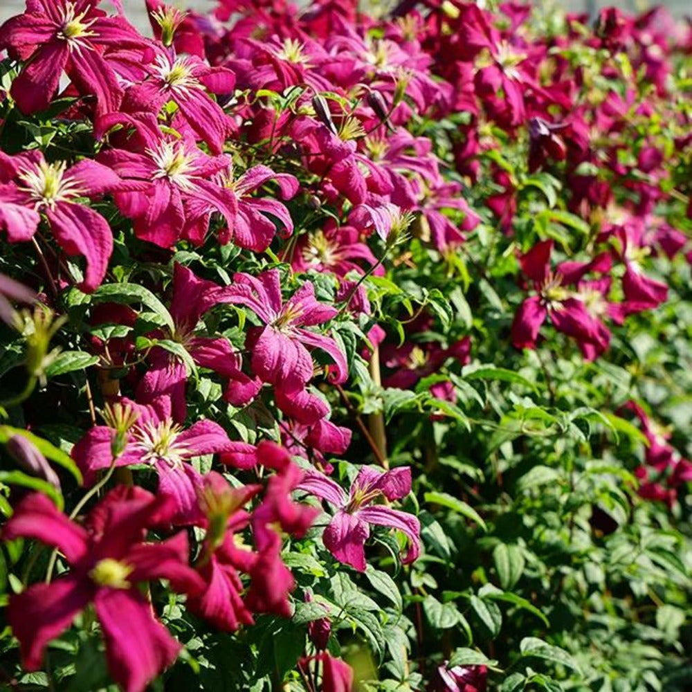  Clématite 'mme Julia Correvon' - Clematis Viticella 3l - 60/90cm