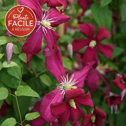  Clématite 'mme Julia Correvon' - Clematis Viticella 3l - 60/90cm