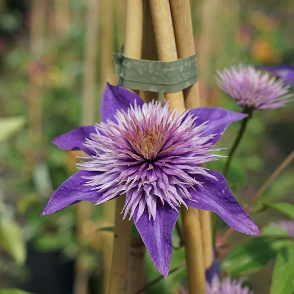  Clématite 'multi Blue' - Clematis 3l - 60/90cm