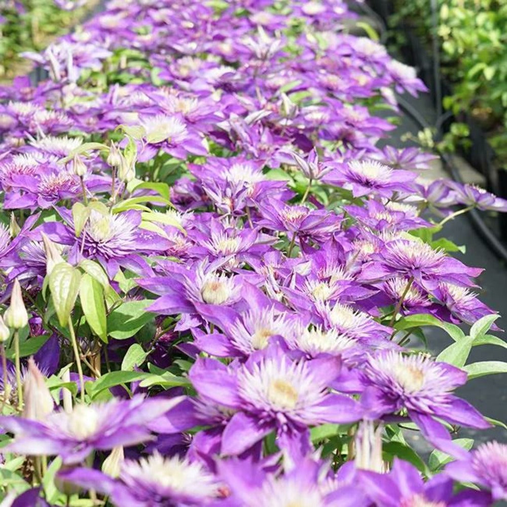  Clématite 'multi Blue' - Clematis 3l - 60/90cm