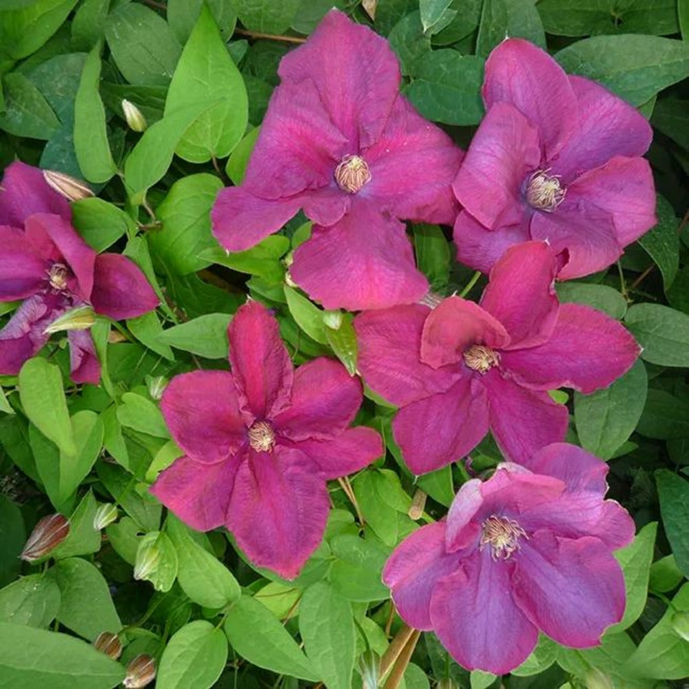  Clématite 'rahvarinne' à Grandes Fleurs Rouge-violet 3l - 60/90cm