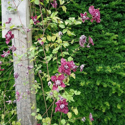 Clématite 'purpurea Plena Elegans' - Clematis Viticella 3l - 60/90cm