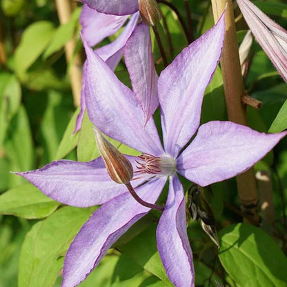  Clématite 'bagatelle' - Clematis 3l - 60/90cm