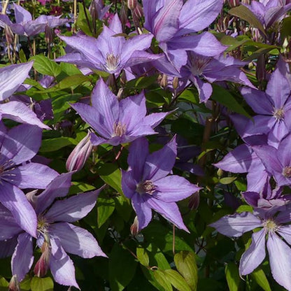  Clématite 'bagatelle' - Clematis 3l - 60/90cm