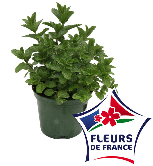  Menthe Marocaine Pot 14 Cm