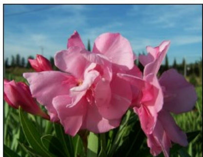  Laurier Rose 'louis Pouget' - Pot 30 L - H 160 Cm