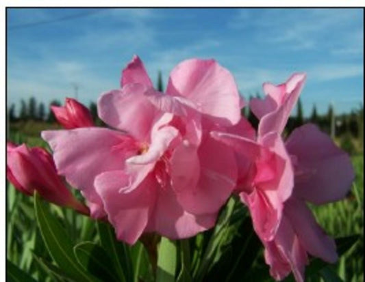  Laurier Rose 'louis Pouget' - Pot 30 L - H 160 Cm