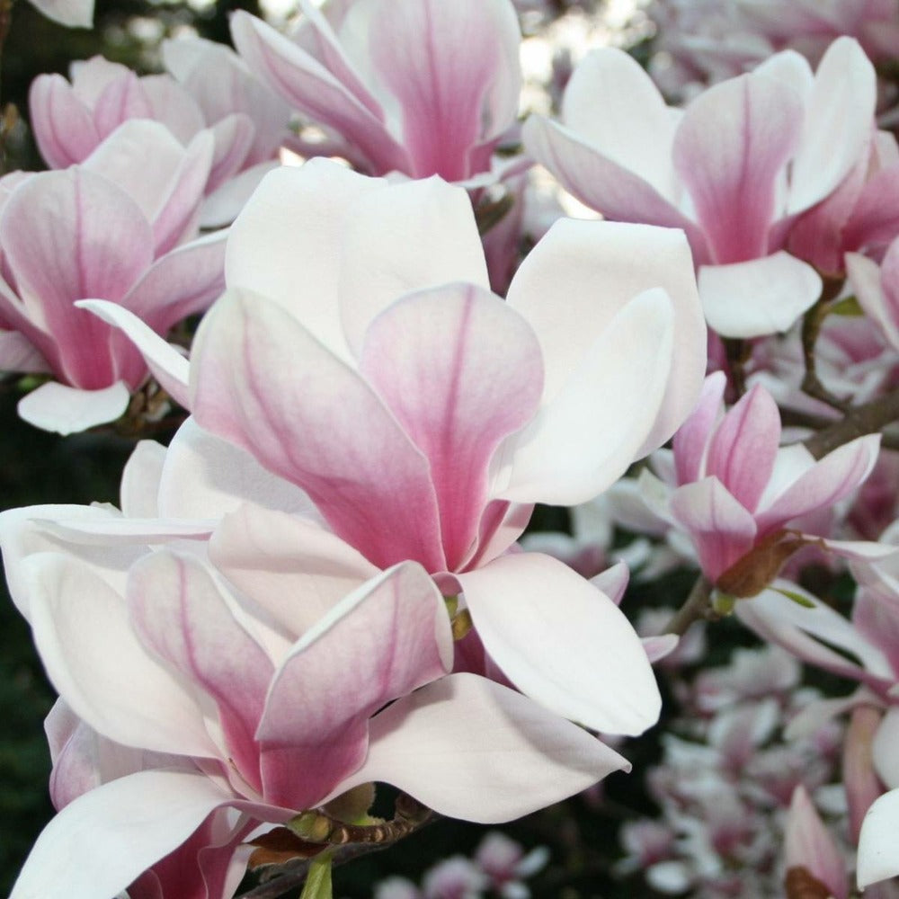  Magnolia De Chine, Magnolia De Soulange Soulangiana/godet - 5/20 Cm