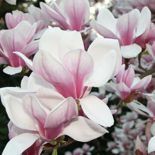  Magnolia De Chine, Magnolia De Soulange Soulangiana/godet - 5/20 Cm
