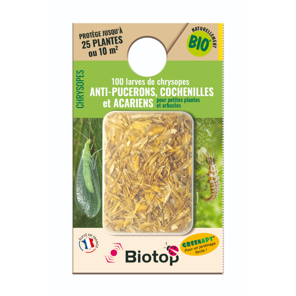  100 Larves Chrysopes Anti-pucerons, Cochenilles Et Acariens