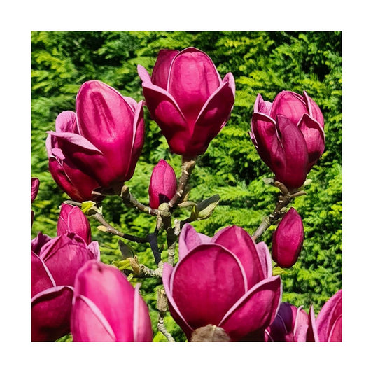  Magnolia De Chine, Magnolia De Soulange Soulangiana Genie/godet - 5/20 Cm