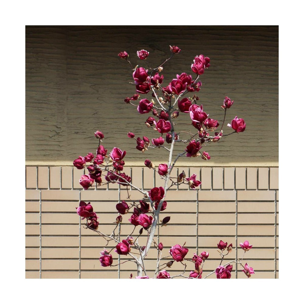  Magnolia De Chine, Magnolia De Soulange Soulangiana Genie/godet - 5/20 Cm