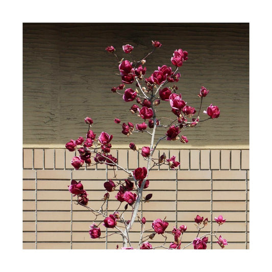  Magnolia De Chine, Magnolia De Soulange Soulangiana Genie/godet - 5/20 Cm