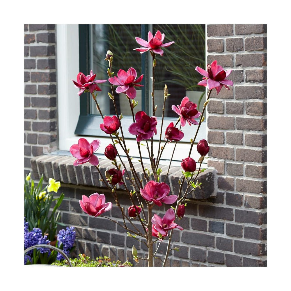  Magnolia De Chine, Magnolia De Soulange Soulangiana Genie/godet - 5/20 Cm