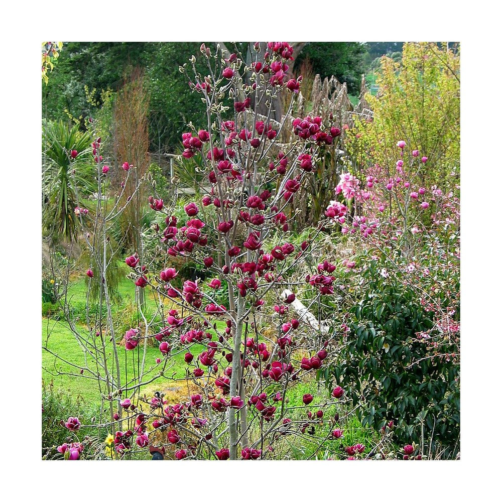  Magnolia De Chine, Magnolia De Soulange Soulangiana Genie/godet - 5/20 Cm