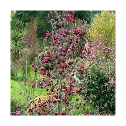  Magnolia De Chine, Magnolia De Soulange Soulangiana Genie/godet - 5/20 Cm