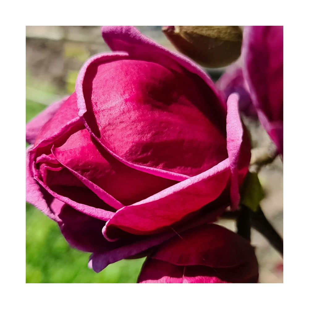  Magnolia De Chine, Magnolia De Soulange Soulangiana Genie/godet - 5/20 Cm