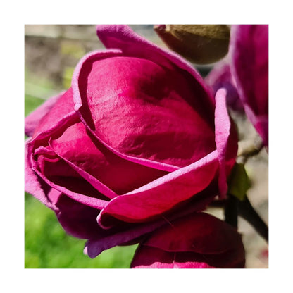  Magnolia De Chine, Magnolia De Soulange Soulangiana Genie/godet - 5/20 Cm