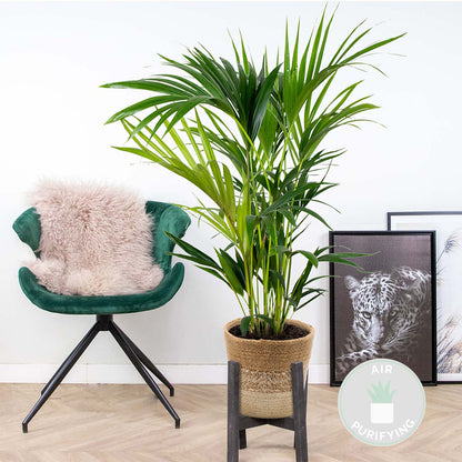  Howea Forsteriana Incl. Panier En Jute - Palmier Kentia - ⌀19 Cm - ↕90-100 Cm