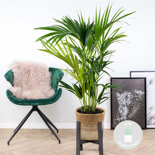  Howea Forsteriana Incl. Panier En Jute - Palmier Kentia - ⌀19 Cm - ↕90-100 Cm
