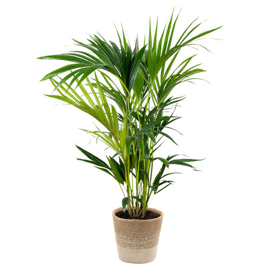  Howea Forsteriana Incl. Panier En Jute - Palmier Kentia - ⌀19 Cm - ↕90-100 Cm