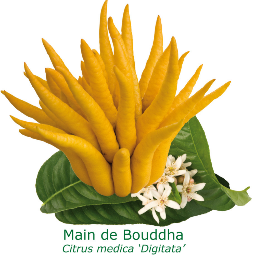  Cedrat Main De Bouddha Tailles:pot De 9 Litres, Hauteur 80/100 Cm