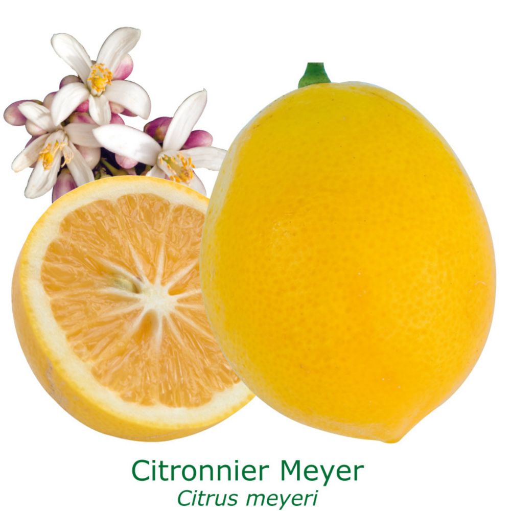  Citrus Meyer / Citron Golden Tailles:pot De 9 Litres, Hauteur 80/100 Cm