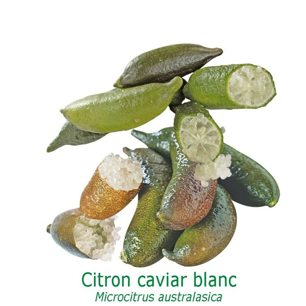  Citronnier Faustrime, Ou Citron Caviar Blanc Tailles:pot Carré De 5 Litres, Hauteur 40/60 Cm
